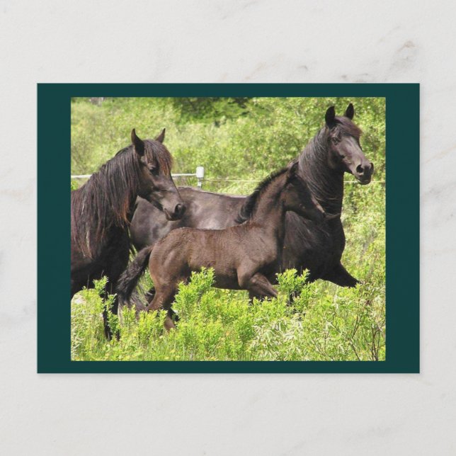 Die Mares-Postkarte Postkarte (Vorderseite)