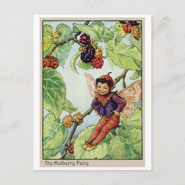 Die Maulberry Fairy Postkarte (Vorderseite)