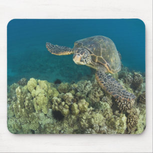 Die Meeresschildkröte (Chelonia mydas) ist die zwe Mousepad