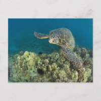 Die Meeresschildkröte (Chelonia mydas) ist die zwe