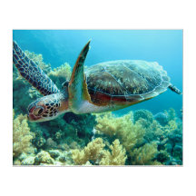 Die Meeresschildkröte schwimmt im Roten Meer