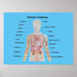 Die menschliche Anatomie Poster