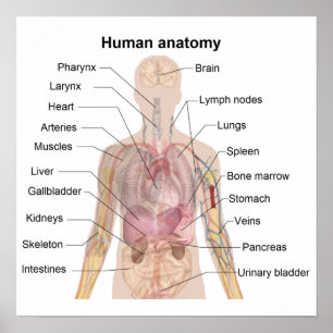 Die menschliche Anatomie Poster