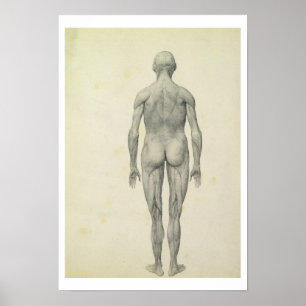 Die menschliche Figur, Vorderansicht aus der Reihe Poster