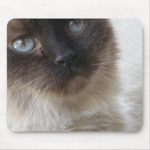 Die Miezekatze Mousepad des blauen Auges