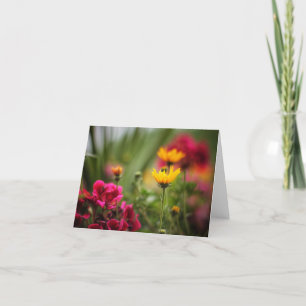 Die Mitteilungskarten des Sommers