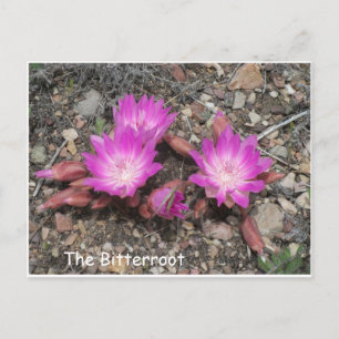 Die Montana Bitterroot: Gottes liebste Blume Postkarte