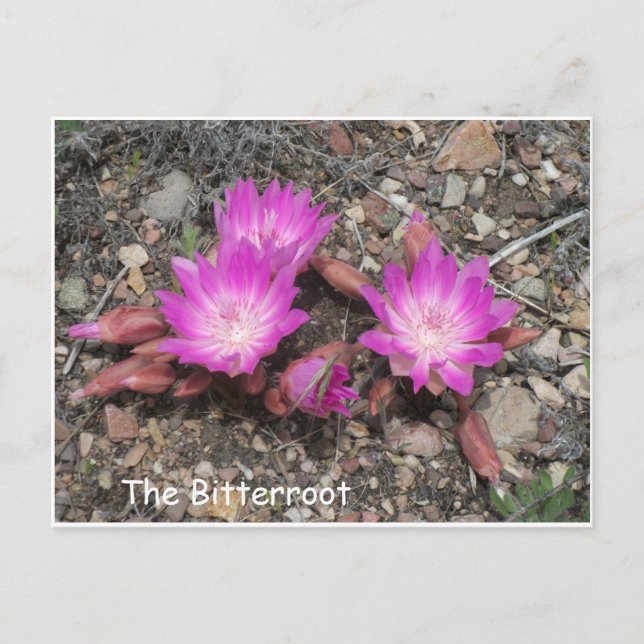 Die Montana Bitterroot: Gottes liebste Blume Postkarte (Vorderseite)