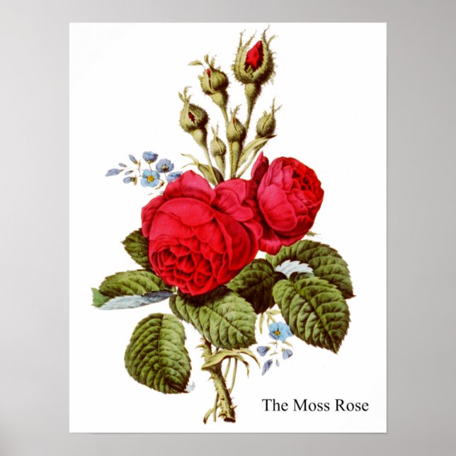 Die Moss-Rose - Vintage Kunst Poster (Vorne)