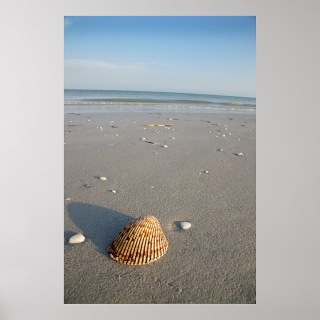 Die Muschel Poster (Vorne)