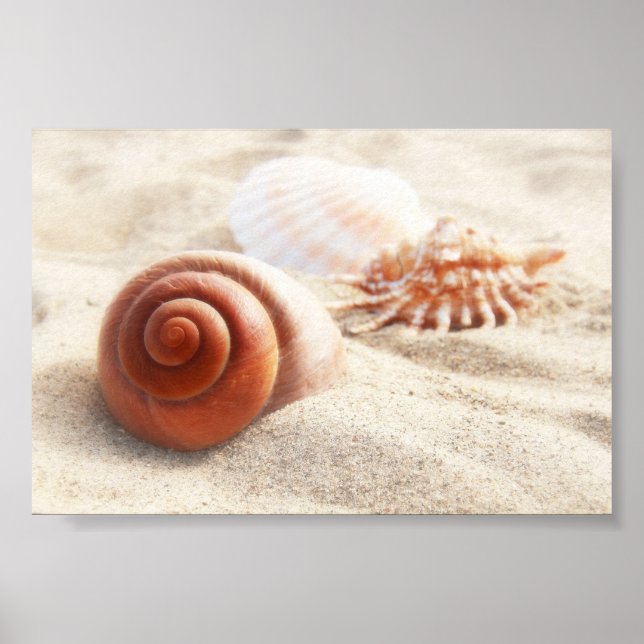Die Muscheln am Sand nah Poster (Vorne)