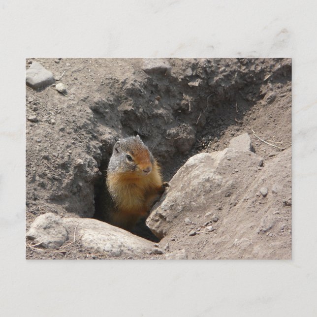 Die Nagetierkreatur entsteht Postkarte (Vorderseite)