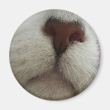Die Nase kennt den Cat Nose #1-Magneten