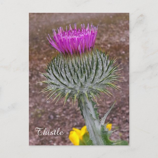 Die National Flower of Scotland. Postkarte (Vorderseite)