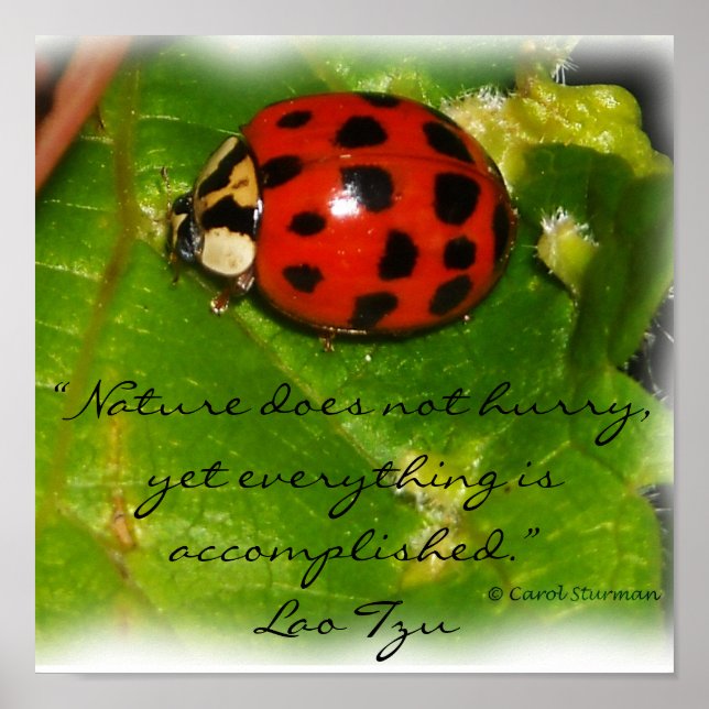 Die Natur hasst Poster nicht (Vorne)