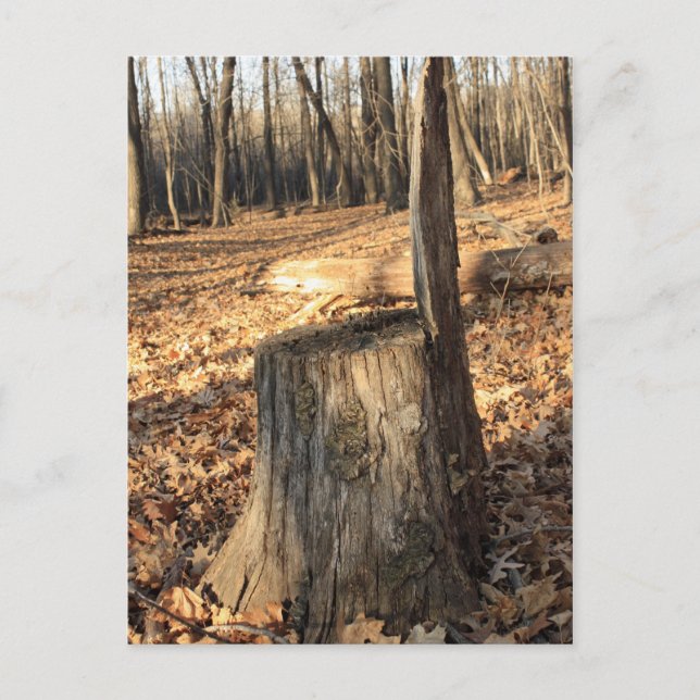 Die Natur ruft Postkarte (Vorderseite)