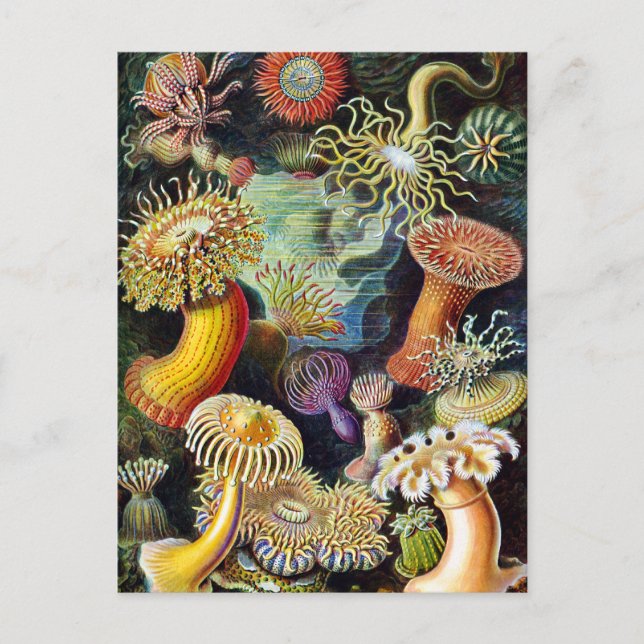 Die Natur von Ernst Haeckel Postkarte (Vorderseite)