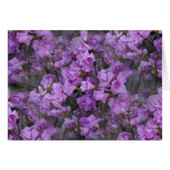 Die nie enden wollenden Azaleen (Vorderseite (Horizontal))