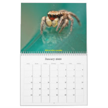 Die Niedlichsten Springspinnen