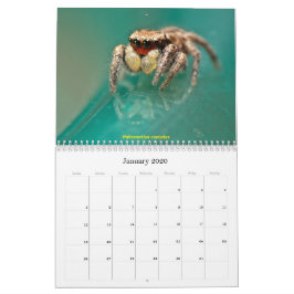 Die Niedlichsten Springspinnen Kalender