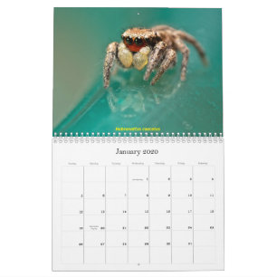Die Niedlichsten Springspinnen Kalender