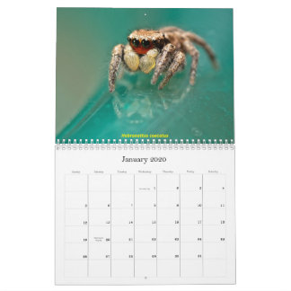 Die Niedlichsten Springspinnen Kalender