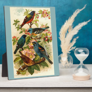Die nordamerikanische Vogelwelt, Gustav Mü tzel Fotoplatte
