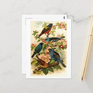 Die nordamerikanische Vogelwelt, Gustav Mü tzel Postkarte