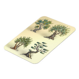 Die Olivenbäume in der Provence beschnitten. Magnet