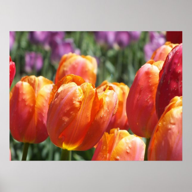 Die orangefarbenen Tulips Poster (Vorne)