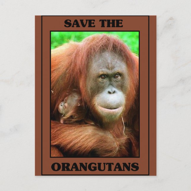 Die Orangutanen gerettet Postkarte (Vorderseite)