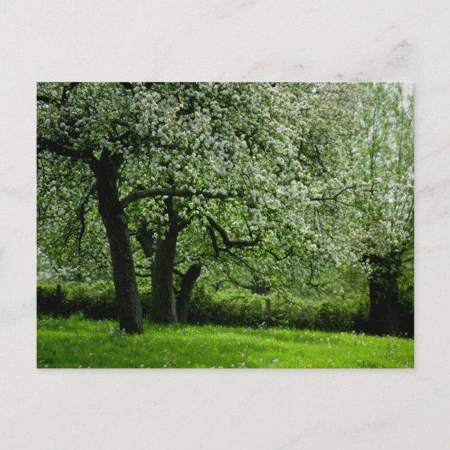Die Orchard-Postkarte Postkarte (Vorderseite)