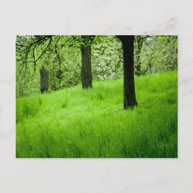 Die Orchard-Postkarte Postkarte (Vorderseite)