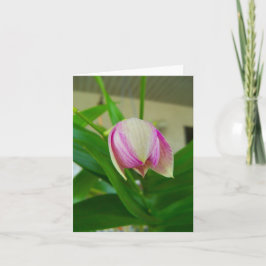 Die orchid-Blume wird auf einer leeren Notenkarte 