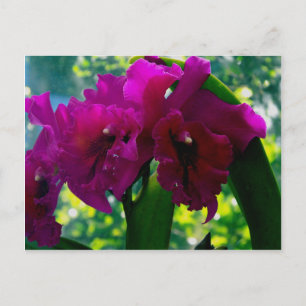 Die Orchideen Postkarte