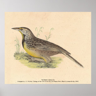 Die östliche Meadowlark (Sturnella magna) NY Vögel Poster