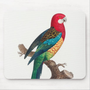 Die östlichen Rosella, Platycercus, die Parroten Mousepad