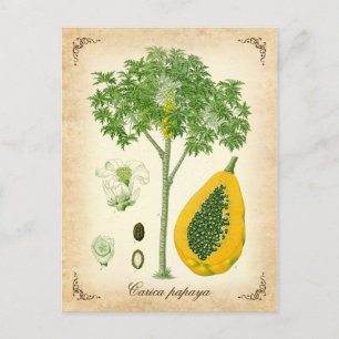 Die Papaya - Vintage Illustration Postkarte