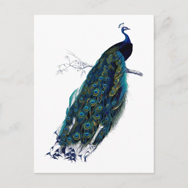 Die Peacock-Sammlung Postkarte (Vorderseite)