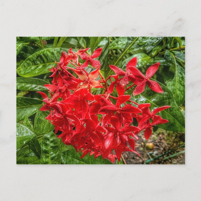 die Pentas-Postkarte Postkarte (Vorderseite)