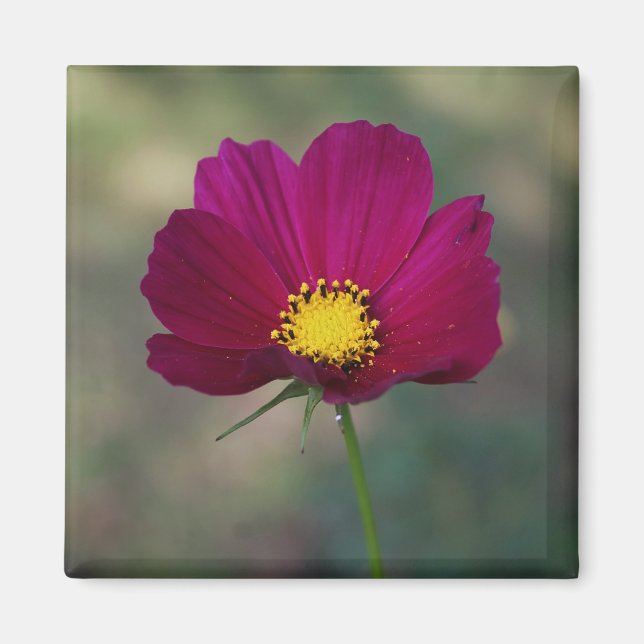 Die perfekte Blume der Schwester Magnet (Vorne)