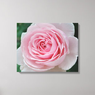 Die perfekte rosa Rose Leinwanddruck