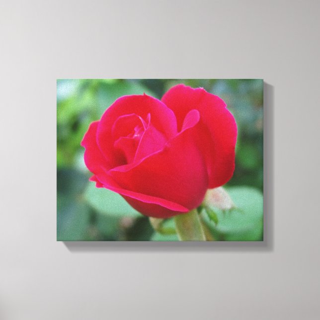 Die perfekte Rose! Leinwanddruck (Vorderseite)