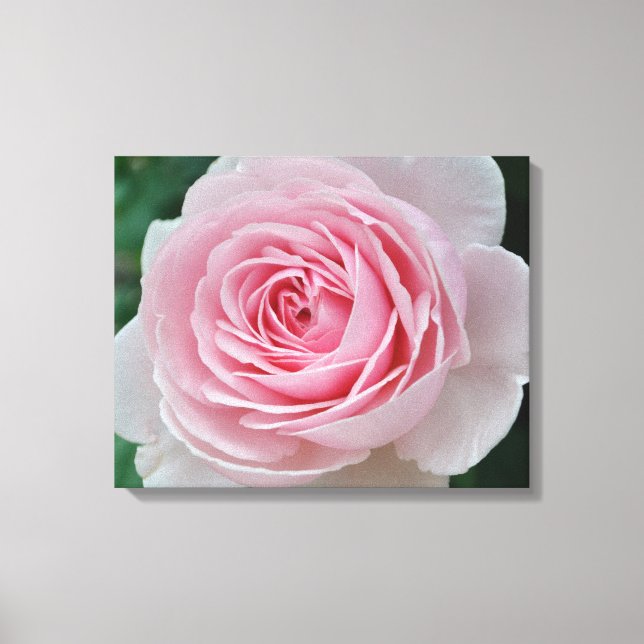 Die perfekte Rose Leinwanddruck (Vorderseite)