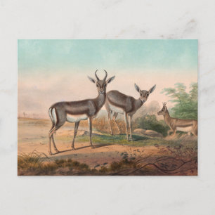 Die persische Gazelle von Joseph Wolf Postkarte