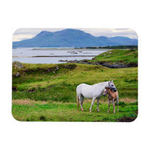 Die Pferde von Connemara   Galway, Irland Magnet