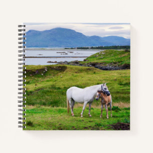 Die Pferde von Connemara Galway, Irland Notizbuch