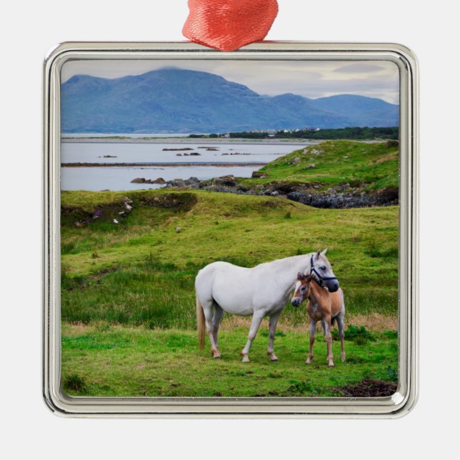 Die Pferde von Connemara | Galway, Irland Ornament Aus Metall (Vorne)