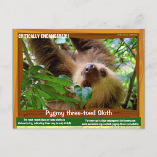 Die Pgymy ThreeToed Sloth ist von entscheidender B Postkarte