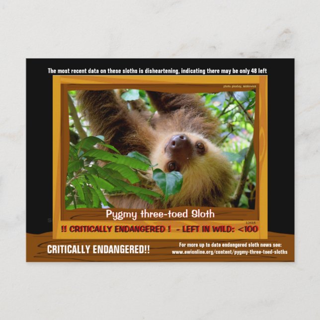 Die Pgymy ThreeToed Sloth ist von entscheidender B Postkarte (Vorderseite)